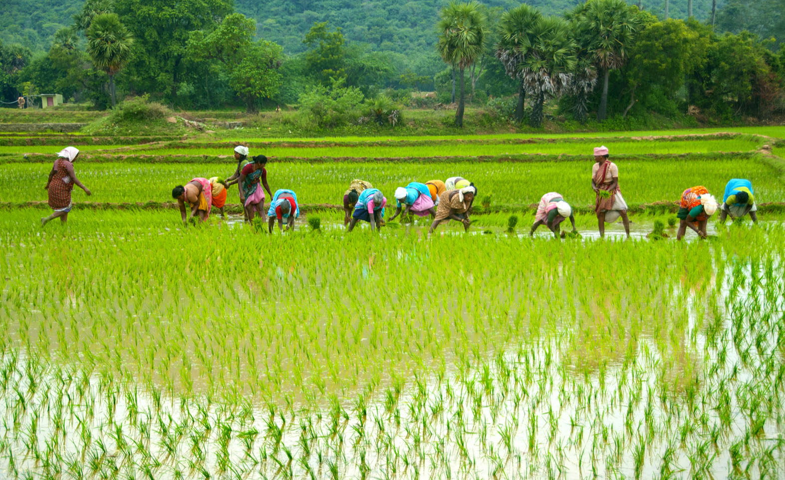 Govt World Bank Sign US 100m Deal On Rural Economy IndBiz Economic 