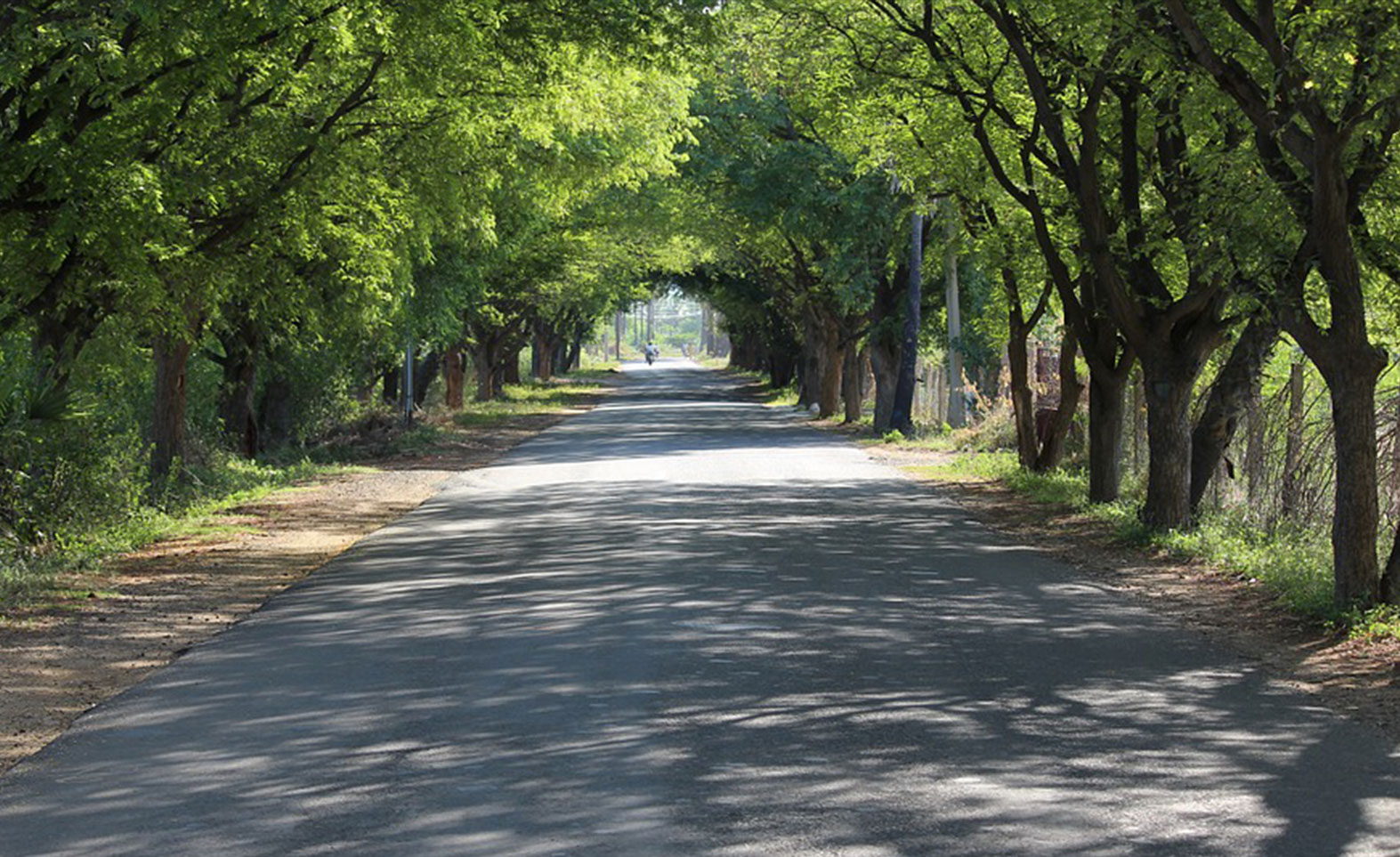 Rural Roads: India’s Growth Arteries - IndBiz | Economic Diplomacy Division | IndBiz | Economic