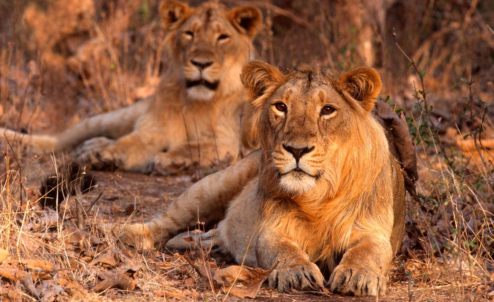 Asiatic lion population up 29 in Gujarat Economic Diplomacy